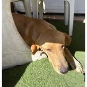 Chien luffy à l adoption #2