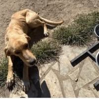 Chien luffy à l adoption #3