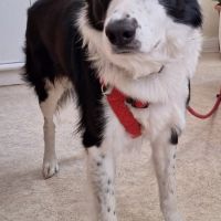 Chien panda à l adoption