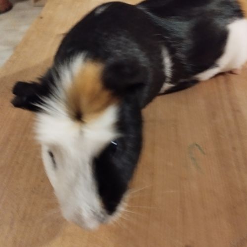 Mâle  cochon d'inde s'appelant pistache #1