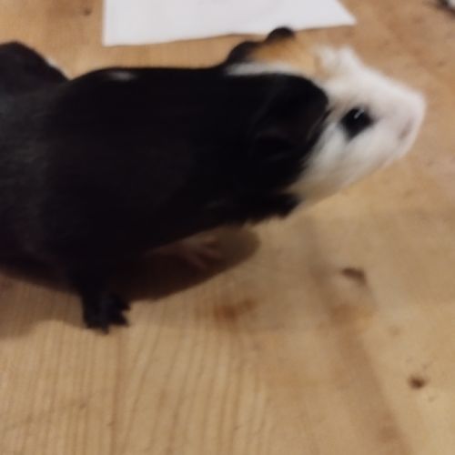 Mâle  cochon d'inde s'appelant pistache