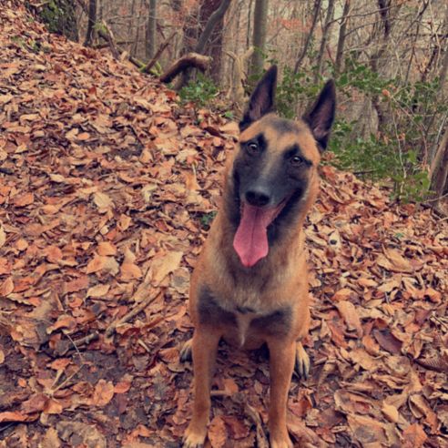 Chien mâle malinois #2