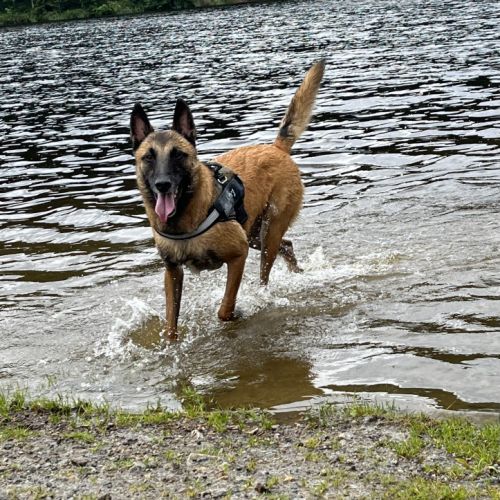 Chien mâle malinois #3