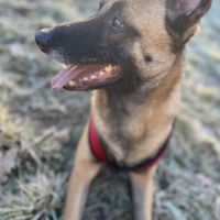 Chien mâle malinois #1