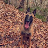 Chien mâle malinois #2