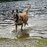 Chien mâle malinois #3