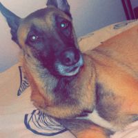 Chien mâle malinois