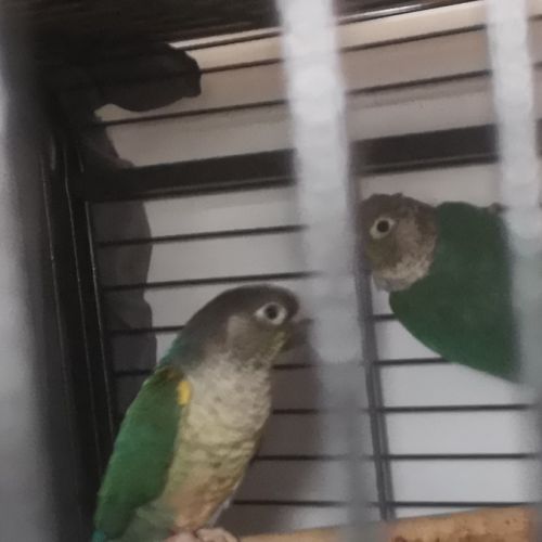 Couples de pyrrhuras de molinae #0