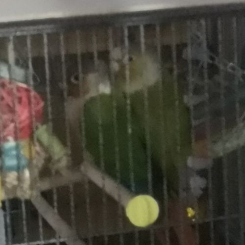 Couples de pyrrhuras de molinae #2