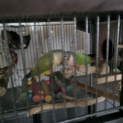 Couples de pyrrhuras de molinae #3