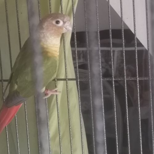 Couples de pyrrhuras de molinae #6