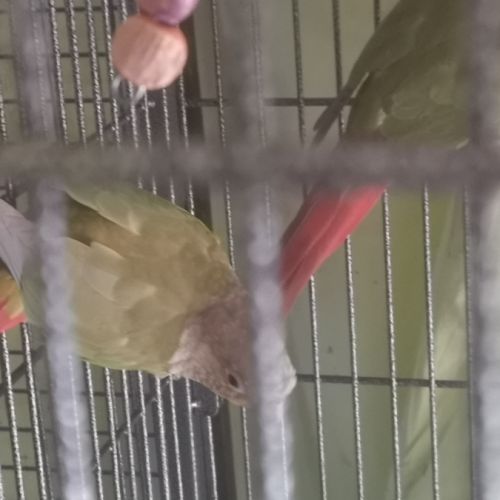 Couples de pyrrhuras de molinae #8