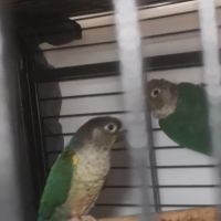 Couples de pyrrhuras de molinae #0