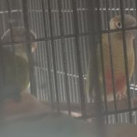 Couples de pyrrhuras de molinae #4