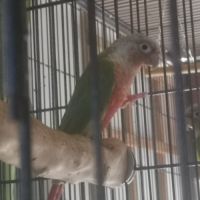 Couples de pyrrhuras de molinae #5