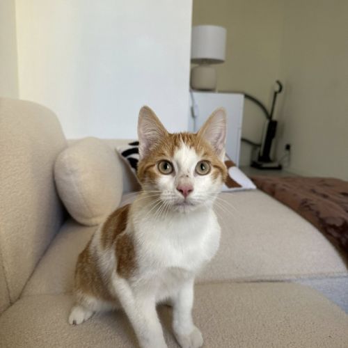 Raven à l'adoption #2