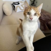 Raven à l'adoption #0