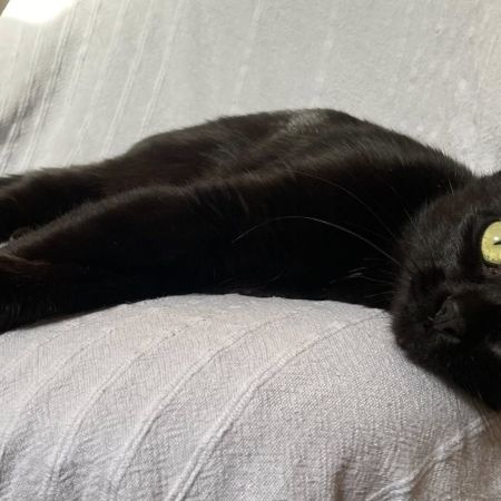 Ebene à l'adoption #2