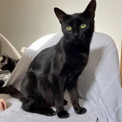 Ebene à l'adoption #3