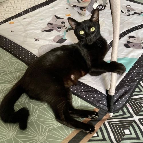 Ebene à l'adoption #5