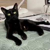 Ebene à l'adoption #0