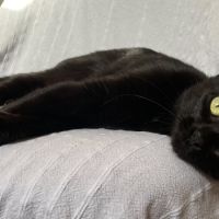 Ebene à l'adoption #2