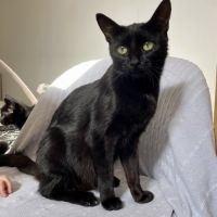 Ebene à l'adoption #3