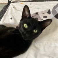 Ebene à l'adoption #4