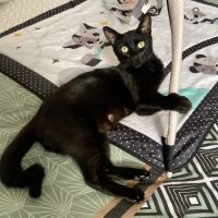 Ebene à l'adoption #5