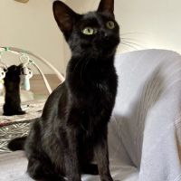 Ebene à l'adoption #6