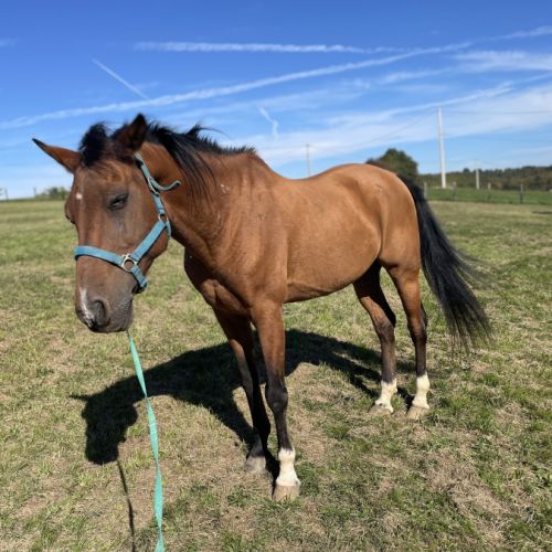 Bel ongre hispano, arabe #1