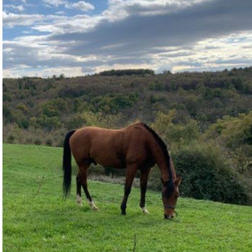 Bel ongre hispano, arabe