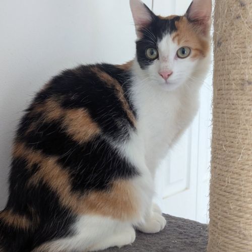 Croquette à l'adoption