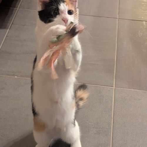 Croquette à l'adoption #5