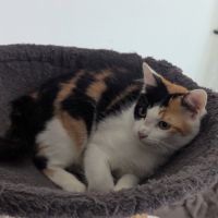 Croquette à l'adoption #2