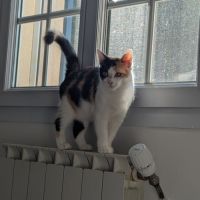 Croquette à l'adoption #3