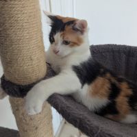 Croquette à l'adoption #4