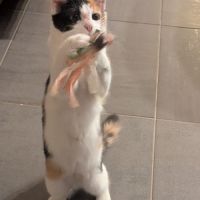 Croquette à l'adoption #5