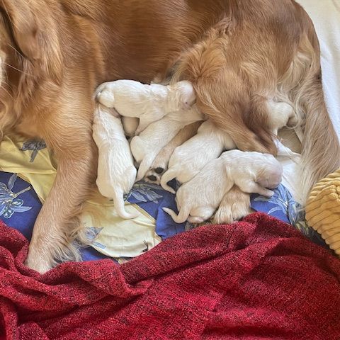 Chiots golden retriever #0