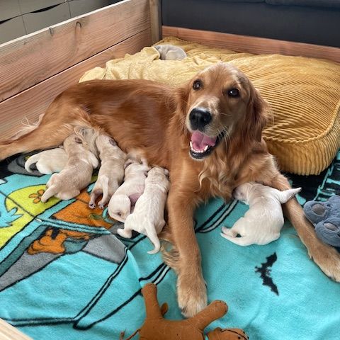 Chiots golden retriever #2