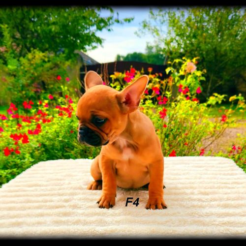 Chiots bouledogue français #2
