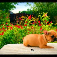 Chiots bouledogue français #1