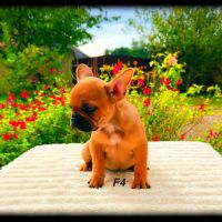 Chiots bouledogue français #2