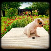 Chiots bouledogue français #3