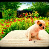Chiots bouledogue français