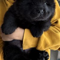 Chiot chow-chow