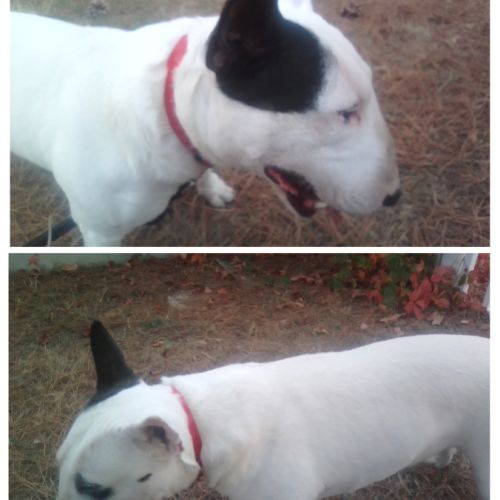 Saillie bull terrier miniature #2