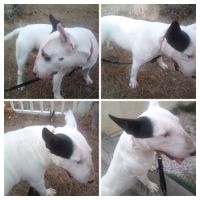 Saillie bull terrier miniature #0