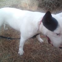 Saillie bull terrier miniature #4