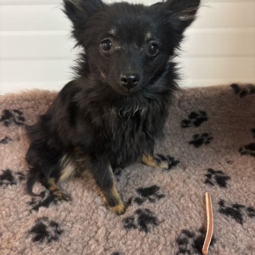 Chiot spitz femelle #4